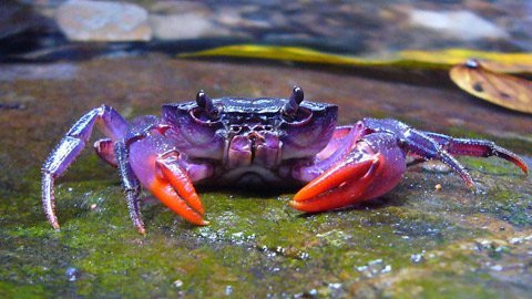 Loại cua đồng ăn được thường có hai càng to và tám chân (ngoe). Tuy nhiên, cũng có loại chỉ sáu hoặc bốn chân, phải cảnh giác với loại này. Trong Nam dược thần hiệu, Tuệ Tĩnh đã lưu ý: “Cua đồng thì kiêng thứ sáu chân hoặc bốn chân, mắt đỏ, bụng dưới có lông, trong bụng có xương, đầu lưng có chấm sao, chân có khoang thì chớ ăn mà hại người, nên cẩn thận”. (Ảnh: In) Xem thêm: Cảm kích: Cùng ăn, cùng ở với dân vùng có bệnh viêm da lạ Loại cua đồng ăn được thường có hai càng to và tám chân (ngoe). Tuy nhiên, cũng có loại chỉ sáu hoặc bốn chân, phải cảnh giác với loại này. Trong Nam dược thần hiệu, Tuệ Tĩnh đã lưu ý: “Cua đồng thì kiêng thứ sáu chân hoặc bốn chân, mắt đỏ, bụng dưới có lông, trong bụng có xương, đầu lưng có chấm sao, chân có khoang thì chớ ăn mà hại người, nên cẩn thận”. (Ảnh: In) Xem thêm: Cảm kích: Cùng ăn, cùng ở với dân vùng có bệnh viêm da lạ