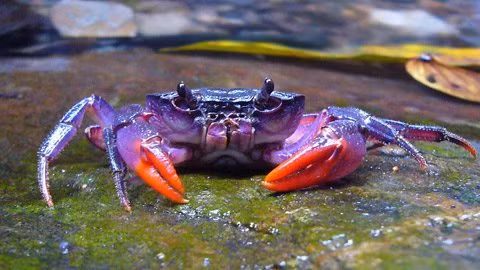 Loại cua đồng ăn được thường có hai càng to và tám chân (ngoe). Tuy nhiên, cũng có loại chỉ sáu hoặc bốn chân, phải cảnh giác với loại này. Trong Nam dược thần hiệu, Tuệ Tĩnh đã lưu ý: “Cua đồng thì kiêng thứ sáu chân hoặc bốn chân, mắt đỏ, bụng dưới có lông, trong bụng có xương, đầu lưng có chấm sao, chân có khoang thì chớ ăn mà hại người, nên cẩn thận”. (Ảnh: In) Xem thêm: Cảm kích: Cùng ăn, cùng ở với dân vùng có bệnh viêm da lạ