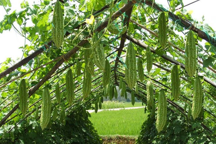 Điều trị choáng váng, tăng huyết áp: khổ qua 250g, nghêu 0,5kg, muối, rượu vang, tỏi băm, nước cốt gừng, rượu trắng, dầu mè với mỗi thứ vừa đủ. Khổ qua móc bỏ ruột rửa sạch, trụng nước sôi, vớt ra, ngâm nước lạnh loại bỏ vị đắng, thái lát, nghêu cho vào chảo nấu nở ra, bỏ vỏ, lấy thịt, cho vào chảo có ít dầu, thêm nước cốt gừng, rượu trắng, muối đảo đều. Khổ qua lát lót đáy chảo, bỏ thịt nghêu trên đó, thêm nước cốt gừng, rượu trắng, muối, tỏi băm, nước nấu đến khi thịt nghêu thắm vị, rưới dầu mè thì dùng. Xem thêm: Dứa: ngon, rẻ, giàu vitamin C, chất xơ...tốt cho bé và cả ông bà Điều trị choáng váng, tăng huyết áp: khổ qua 250g, nghêu 0,5kg, muối, rượu vang, tỏi băm, nước cốt gừng, rượu trắng, dầu mè với mỗi thứ vừa đủ. Khổ qua móc bỏ ruột rửa sạch, trụng nước sôi, vớt ra, ngâm nước lạnh loại bỏ vị đắng, thái lát, nghêu cho vào chảo nấu nở ra, bỏ vỏ, lấy thịt, cho vào chảo có ít dầu, thêm nước cốt gừng, rượu trắng, muối đảo đều. Khổ qua lát lót đáy chảo, bỏ thịt nghêu trên đó, thêm nước cốt gừng, rượu trắng, muối, tỏi băm, nước nấu đến khi thịt nghêu thắm vị, rưới dầu mè thì dùng. Xem thêm: Dứa: ngon, rẻ, giàu vitamin C, chất xơ...tốt cho bé và cả ông bà