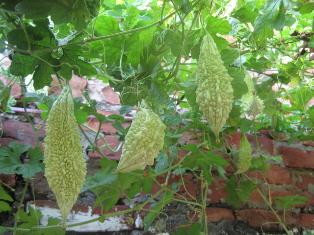 Điều trị nhiệt độc tả lỵ: dây khổ qua 60g, đường đỏ vừa đủ. Dây khổ qua rửa sạch, cho vào nồi đất, đổ nước vừa đủ, bắc lên bếp, đun sôi bằng lửa mạnh, chuyển lửa nhỏ ninh lấy nước cốt, bỏ bã, lấy nước, thêm đường đỏ thì dùng. Ngày 3 - 4 lần. Xem thêm: Dứa: ngon, rẻ, giàu vitamin C, chất xơ...tốt cho bé và cả ông bà Điều trị nhiệt độc tả lỵ: dây khổ qua 60g, đường đỏ vừa đủ. Dây khổ qua rửa sạch, cho vào nồi đất, đổ nước vừa đủ, bắc lên bếp, đun sôi bằng lửa mạnh, chuyển lửa nhỏ ninh lấy nước cốt, bỏ bã, lấy nước, thêm đường đỏ thì dùng. Ngày 3 - 4 lần. Xem thêm: Dứa: ngon, rẻ, giàu vitamin C, chất xơ...tốt cho bé và cả ông bà