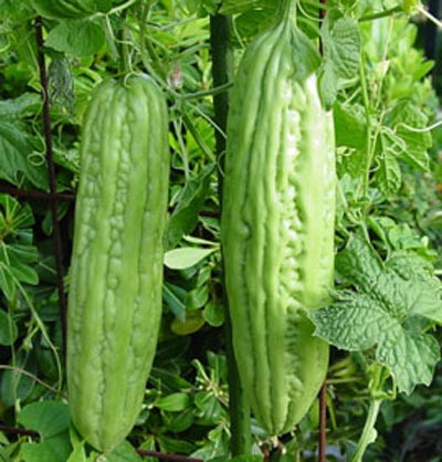 Khổ qua (mướp đắng) - Momordia charantia L. thuộc họ Hồ lô (Cucurbitaceae). Vị đắng, tính mát, không độc. Vào kinh tâm, can, tỳ và vị. Xem thêm: Dứa: ngon, rẻ, giàu vitamin C, chất xơ...tốt cho bé và cả ông bà Khổ qua (mướp đắng) - Momordia charantia L. thuộc họ Hồ lô (Cucurbitaceae). Vị đắng, tính mát, không độc. Vào kinh tâm, can, tỳ và vị. Xem thêm: Dứa: ngon, rẻ, giàu vitamin C, chất xơ...tốt cho bé và cả ông bà