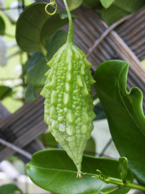 Điều trị vị khí thống: khổ qua vừa đủ rửa sạch, giã nhuyễn, uống với nước ấm. Xem thêm: Dứa: ngon, rẻ, giàu vitamin C, chất xơ...tốt cho bé và cả ông bà Điều trị vị khí thống: khổ qua vừa đủ rửa sạch, giã nhuyễn, uống với nước ấm. Xem thêm: Dứa: ngon, rẻ, giàu vitamin C, chất xơ...tốt cho bé và cả ông bà