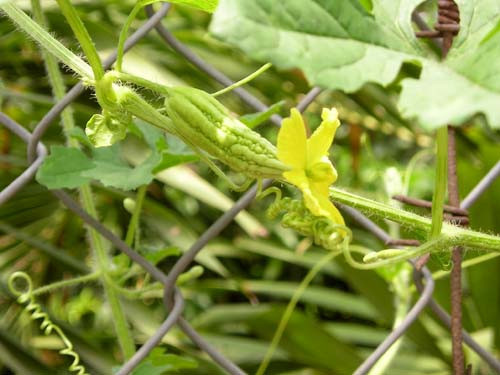 Điều trị trẻ nôn ói: rễ khổ qua 6g rửa sạch, cho vào nồi đất, đổ nước vừa đủ, bắc lên bếp, đun sôi bằng lửa mạnh, chuyển lửa nhỏ ninh lấy nước cốt, bỏ bã, lấy nước thì dùng. Xem thêm: Dứa: ngon, rẻ, giàu vitamin C, chất xơ...tốt cho bé và cả ông bà Điều trị trẻ nôn ói: rễ khổ qua 6g rửa sạch, cho vào nồi đất, đổ nước vừa đủ, bắc lên bếp, đun sôi bằng lửa mạnh, chuyển lửa nhỏ ninh lấy nước cốt, bỏ bã, lấy nước thì dùng. Xem thêm: Dứa: ngon, rẻ, giàu vitamin C, chất xơ...tốt cho bé và cả ông bà