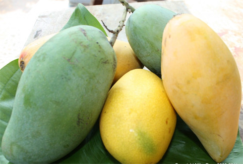 Ngăn chặn ung thư: Các hợp chất phenolic được tìm thấy trong xoài như quercetin, isoquercitrin, astragalin, fisetin và methylgallat đã được chứng minh là có đặc tính chống oxy hóa và chống ung thư. Xoài cũng là loại trái cây có hàm lượng pectin cao. Các cuộc nghiên cứu đã chỉ ra rằng, pectin có tác dụng giúp cơ thể chống lại ung thư đường tiêu hóa. Xem thêm: Dứa: ngon, rẻ, giàu vitamin C, chất xơ... "đệ nhất trái cây" ngày hè? Ngăn chặn ung thư: Các hợp chất phenolic được tìm thấy trong xoài như quercetin, isoquercitrin, astragalin, fisetin và methylgallat đã được chứng minh là có đặc tính chống oxy hóa và chống ung thư. Xoài cũng là loại trái cây có hàm lượng pectin cao. Các cuộc nghiên cứu đã chỉ ra rằng, pectin có tác dụng giúp cơ thể chống lại ung thư đường tiêu hóa. Xem thêm: Dứa: ngon, rẻ, giàu vitamin C, chất xơ... "đệ nhất trái cây" ngày hè?