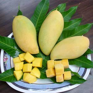 Giúp tăng cân: Xoài là thực phẩm rất tốt đối với những bạn muốn tăng cân. Khoảng 100g thịt xoài chín sẽ cung cấp 75 calo cho cơ thể. Xoài sống cũng chứa tinh bột chuyển hóa thành đường như xoài chín, do đó khi kết hợp xoài sống hoặc chín với sữa (giàu protein) sẽ rất hữu ích trong việc tăng cân. Xem thêm: Dứa: ngon, rẻ, giàu vitamin C, chất xơ... "đệ nhất trái cây" ngày hè? Giúp tăng cân: Xoài là thực phẩm rất tốt đối với những bạn muốn tăng cân. Khoảng 100g thịt xoài chín sẽ cung cấp 75 calo cho cơ thể. Xoài sống cũng chứa tinh bột chuyển hóa thành đường như xoài chín, do đó khi kết hợp xoài sống hoặc chín với sữa (giàu protein) sẽ rất hữu ích trong việc tăng cân. Xem thêm: Dứa: ngon, rẻ, giàu vitamin C, chất xơ... "đệ nhất trái cây" ngày hè?