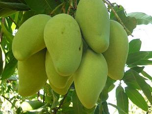 Xoài nếu ăn ít sẽ giúp nhuận tràng, ăn nhiều có thể gây tiêu chảy cũng do quá ngọt. Quả xanh chua chát gây táo bón nếu ăn nhiều. Cũng do tanin và xơ, ăn vào lúc đói nồng độ dịch vị cao sẽ tạo điều kiện gây vón làm tắc ruột. Xem thêm: Dứa: ngon, rẻ, giàu vitamin C, chất xơ... "đệ nhất trái cây" ngày hè? Xoài nếu ăn ít sẽ giúp nhuận tràng, ăn nhiều có thể gây tiêu chảy cũng do quá ngọt. Quả xanh chua chát gây táo bón nếu ăn nhiều. Cũng do tanin và xơ, ăn vào lúc đói nồng độ dịch vị cao sẽ tạo điều kiện gây vón làm tắc ruột. Xem thêm: Dứa: ngon, rẻ, giàu vitamin C, chất xơ... "đệ nhất trái cây" ngày hè?