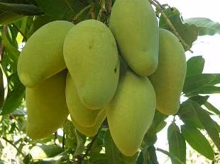 Xoài nếu ăn ít sẽ giúp nhuận tràng, ăn nhiều có thể gây tiêu chảy cũng do quá ngọt. Quả xanh chua chát gây táo bón nếu ăn nhiều. Cũng do tanin và xơ, ăn vào lúc đói nồng độ dịch vị cao sẽ tạo điều kiện gây vón làm tắc ruột. Xem thêm: Dứa: ngon, rẻ, giàu vitamin C, chất xơ... "đệ nhất trái cây" ngày hè?