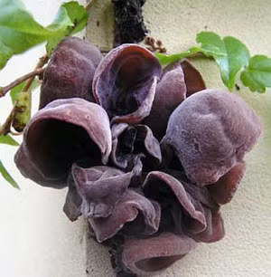 Mộc nhĩ đen, còn gọi là vân nhĩ, thụ kê, nhĩ tử, mộc nga… Thực chất đây là một loại nấm mọc trên những cây, cành gỗ mục, có hình dạng trông giống như tai người, mặt ngoài màu nâu nhạt, có lông mịn, mặt trong nhẵn, màu nâu sẫm. Xem thêm: Điểm danh các loại củ quả ăn nhiều dễ nhiễm độc