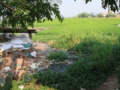 Hố ngâm mơ, mận làm ô mai ngay cạnh ruộng lúa