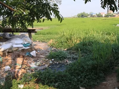 Hố ngâm mơ, mận làm ô mai ngay cạnh ruộng lúa