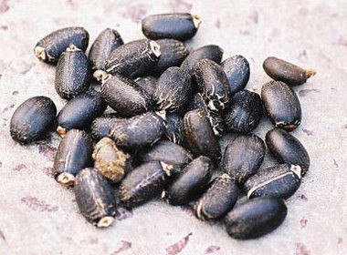 Chất độc có trong hạt thầu dầu là rixin. Nó độc đến mức mà các công nhân chế biến dầu phải tuân thủ nghiêm ngặt hướng dẫn an toàn. Mặc dù vậy, không ít người làm việc trong lĩnh vực sản xuất dầu thầu dầu đã bị ảnh hưởng nghiêm trọng vì tác dụng phụ của hạt. Xem thêm: Đừng để hoa đẹp "đánh lừa" thị giác: chứa độc tố nguy hại cho sức khỏe / Sổ tay phòng bệnh: 10 điều "không thể quên" khi uống trà Chất độc có trong hạt thầu dầu là rixin. Nó độc đến mức mà các công nhân chế biến dầu phải tuân thủ nghiêm ngặt hướng dẫn an toàn. Mặc dù vậy, không ít người làm việc trong lĩnh vực sản xuất dầu thầu dầu đã bị ảnh hưởng nghiêm trọng vì tác dụng phụ của hạt. Xem thêm: Đừng để hoa đẹp "đánh lừa" thị giác: chứa độc tố nguy hại cho sức khỏe / Sổ tay phòng bệnh: 10 điều "không thể quên" khi uống trà