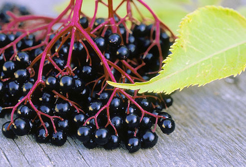 Đặc biệt là rễ và một số bộ phận khác của cây cơm cháy có độc tính rất mạnh, có thể gây ra bệnh dạ dày. Xem thêm: Đừng để hoa đẹp "đánh lừa" thị giác: chứa độc tố nguy hại cho sức khỏe / Sổ tay phòng bệnh: 10 điều "không thể quên" khi uống trà Đặc biệt là rễ và một số bộ phận khác của cây cơm cháy có độc tính rất mạnh, có thể gây ra bệnh dạ dày. Xem thêm: Đừng để hoa đẹp "đánh lừa" thị giác: chứa độc tố nguy hại cho sức khỏe / Sổ tay phòng bệnh: 10 điều "không thể quên" khi uống trà