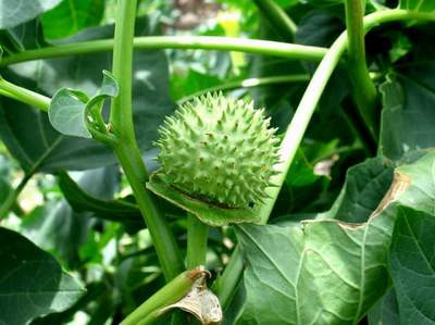 Cây và quả cà độc dược. Cây và quả cà độc dược.