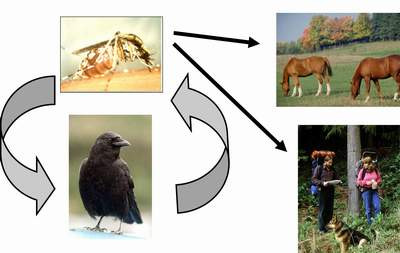 Sơ đồ lây truyền bệnh viêm não cho người do Arbovirus.