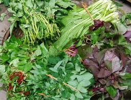 Rau tươi các loại cung cấp nhiều vitamin, chất khoáng và xơ, ngoài ra rau còn có chứa từ 1 - 2% chất đạm. Một số loại rau có chứa hàm lượng chất đạm cao như rau ngót (5,3%), rau muống (3,2%). (Ảnh: IN) Xem thêm: Những "thực phẩm vàng" giúp chị em tươi trẻ, phòng ngừa bệnh phụ nữ/ Dứa: ngon, rẻ, giàu vitamin C, chất xơ...tốt cho bé và cả ông bà Rau tươi các loại cung cấp nhiều vitamin, chất khoáng và xơ, ngoài ra rau còn có chứa từ 1 - 2% chất đạm. Một số loại rau có chứa hàm lượng chất đạm cao như rau ngót (5,3%), rau muống (3,2%). (Ảnh: IN) Xem thêm: Những "thực phẩm vàng" giúp chị em tươi trẻ, phòng ngừa bệnh phụ nữ/ Dứa: ngon, rẻ, giàu vitamin C, chất xơ...tốt cho bé và cả ông bà