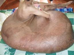 ‘Chân voi’ là bệnh lý trong đó một số vùng của cơ thể (nhất là chân, tay, bộ phận sinh dục) bị sưng to quá mức. Nguyên nhân là do hệ bạch huyết ở đó bị tắc nghẽn, khiến dịch bạch huyết tích tụ lại rất nhiều. Da và tổ chức dưới da ở khu vực tổn thương thường dày lên, có thể bị viêm tấy do bội nhiễm vi khuẩn khác. ‘Chân voi’ là bệnh lý trong đó một số vùng của cơ thể (nhất là chân, tay, bộ phận sinh dục) bị sưng to quá mức. Nguyên nhân là do hệ bạch huyết ở đó bị tắc nghẽn, khiến dịch bạch huyết tích tụ lại rất nhiều. Da và tổ chức dưới da ở khu vực tổn thương thường dày lên, có thể bị viêm tấy do bội nhiễm vi khuẩn khác.