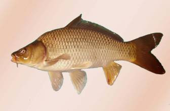 Chữa liệt dương: Mật cá chép (1cái), gan gà trống 1 cái, nghiền nát, ngâm trong 500ml rượu trắng; 5 – 7 ngày, càng lâu càng tốt, thỉnh thoảng lắc đều. Ngày uống 2 lần. Lần 30ml. Hoặc mật cá chép 1 cái, trứng chim sẻ (1 quả), mật gà trống (1 cái), làm viên uống).(Ảnh: ITN) Xem thêm: Điểm danh các loại củ quả ăn nhiều dễ nhiễm độc Chữa liệt dương: Mật cá chép (1cái), gan gà trống 1 cái, nghiền nát, ngâm trong 500ml rượu trắng; 5 – 7 ngày, càng lâu càng tốt, thỉnh thoảng lắc đều. Ngày uống 2 lần. Lần 30ml. Hoặc mật cá chép 1 cái, trứng chim sẻ (1 quả), mật gà trống (1 cái), làm viên uống).(Ảnh: ITN) Xem thêm: Điểm danh các loại củ quả ăn nhiều dễ nhiễm độc