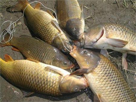 Theo các sách cổ, cá chép bổ tỳ vị, lợi tiểu, tiêu phù, thông sữa, chữa ho, lở loét…là một trong những thực phẩm bổ dưỡng cho thai phụ. Do lợi tiểu, tiêu phù nên cá chép còn được dùng trong nhiều bệnh khác như gan, thận.(Ảnh: ITN) Xem thêm: Điểm danh các loại củ quả ăn nhiều dễ nhiễm độc Theo các sách cổ, cá chép bổ tỳ vị, lợi tiểu, tiêu phù, thông sữa, chữa ho, lở loét…là một trong những thực phẩm bổ dưỡng cho thai phụ. Do lợi tiểu, tiêu phù nên cá chép còn được dùng trong nhiều bệnh khác như gan, thận.(Ảnh: ITN) Xem thêm: Điểm danh các loại củ quả ăn nhiều dễ nhiễm độc