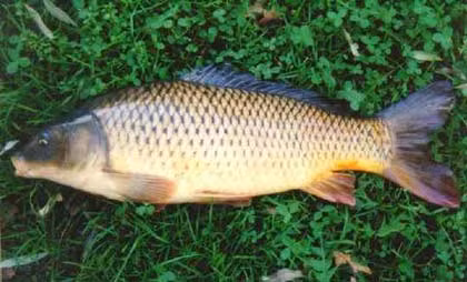 Chữa băng huyết (chảy máu tử cung): Vây cá chép (200g), cắt nhỏ, sắc nhỏ lửa với nước rồi cô đến khi thành cao đặc. Ngày uống 40 – 60g cao với rượu hâm nóng, chia làm 2 lần.(Ảnh: ITN) Xem thêm: Điểm danh các loại củ quả ăn nhiều dễ nhiễm độc Chữa băng huyết (chảy máu tử cung): Vây cá chép (200g), cắt nhỏ, sắc nhỏ lửa với nước rồi cô đến khi thành cao đặc. Ngày uống 40 – 60g cao với rượu hâm nóng, chia làm 2 lần.(Ảnh: ITN) Xem thêm: Điểm danh các loại củ quả ăn nhiều dễ nhiễm độc