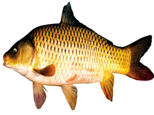 Canh cá chép, bạch truật: Kiện tỳ, lợi thuỷ, dưỡng huyết, an thai. Cá chép một con 500g, bạch truật 15g, phục linh 15g, đương quy, bạch thược, gừng tươi mỗi thứ 10g. Cá chép đánh vảy bỏ ruột, mang. Các vị thuốc bỏ vào túi vải, cùng nước 1.500ml, cá nấu chín. Ăn cá uống canh.(Ảnh: ITN) Xem thêm: Điểm danh các loại củ quả ăn nhiều dễ nhiễm độc Canh cá chép, bạch truật: Kiện tỳ, lợi thuỷ, dưỡng huyết, an thai. Cá chép một con 500g, bạch truật 15g, phục linh 15g, đương quy, bạch thược, gừng tươi mỗi thứ 10g. Cá chép đánh vảy bỏ ruột, mang. Các vị thuốc bỏ vào túi vải, cùng nước 1.500ml, cá nấu chín. Ăn cá uống canh.(Ảnh: ITN) Xem thêm: Điểm danh các loại củ quả ăn nhiều dễ nhiễm độc