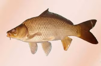 Chữa liệt dương: Mật cá chép (1cái), gan gà trống 1 cái, nghiền nát, ngâm trong 500ml rượu trắng; 5 – 7 ngày, càng lâu càng tốt, thỉnh thoảng lắc đều. Ngày uống 2 lần. Lần 30ml. Hoặc mật cá chép 1 cái, trứng chim sẻ (1 quả), mật gà trống (1 cái), làm viên uống).(Ảnh: ITN) Xem thêm: Điểm danh các loại củ quả ăn nhiều dễ nhiễm độc Chữa liệt dương: Mật cá chép (1cái), gan gà trống 1 cái, nghiền nát, ngâm trong 500ml rượu trắng; 5 – 7 ngày, càng lâu càng tốt, thỉnh thoảng lắc đều. Ngày uống 2 lần. Lần 30ml. Hoặc mật cá chép 1 cái, trứng chim sẻ (1 quả), mật gà trống (1 cái), làm viên uống).(Ảnh: ITN) Xem thêm: Điểm danh các loại củ quả ăn nhiều dễ nhiễm độc