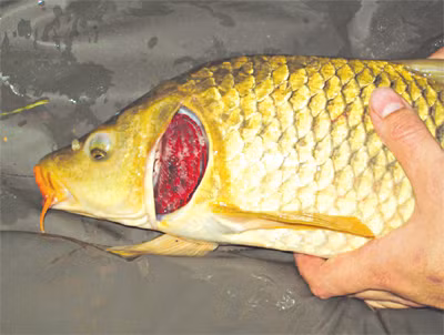 Canh cá chép với táo: Kiện tỳ, dưỡng huyết, trợ thai sinh trưởng. Cá chép một con 500g, Đại táo 40g. Cá làm sạch cho táo, cho ít muối vào nấu chín. Ăn cả và uống dần nước canh. Ăn tuần một lần, liên tục 2 – 3 lần.(Ảnh: ITN) Xem thêm: Điểm danh các loại củ quả ăn nhiều dễ nhiễm độc Canh cá chép với táo: Kiện tỳ, dưỡng huyết, trợ thai sinh trưởng. Cá chép một con 500g, Đại táo 40g. Cá làm sạch cho táo, cho ít muối vào nấu chín. Ăn cả và uống dần nước canh. Ăn tuần một lần, liên tục 2 – 3 lần.(Ảnh: ITN) Xem thêm: Điểm danh các loại củ quả ăn nhiều dễ nhiễm độc