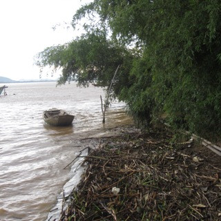 Trước đây, bờ sông cách rặng tre này hàng chục mét nhưng với tốc độ sạt lở nhanh của bờ sông nên giờ đây, bụi tre này cũng đã bị nước cuốn xuống dòng sông gần hết. Trước đây, bờ sông cách rặng tre này hàng chục mét nhưng với tốc độ sạt lở nhanh của bờ sông nên giờ đây, bụi tre này cũng đã bị nước cuốn xuống dòng sông gần hết.