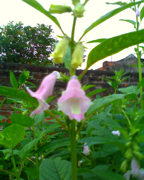 Hoa vừng trong vườn nhà. Hoa vừng trong vườn nhà.