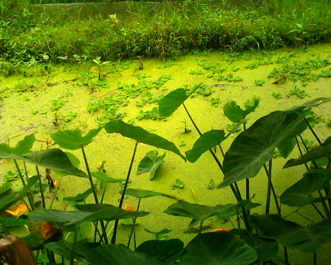 Màu xanh quê hương. Màu xanh quê hương.