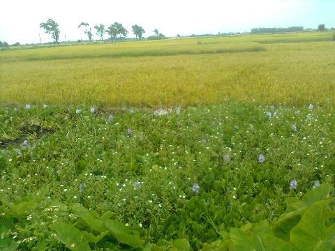 Ngày lúa chín Ngày lúa chín