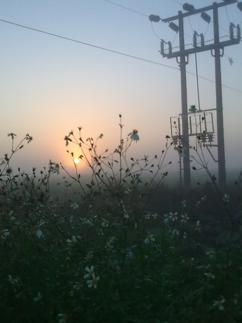 Mặt trời lấp ló sau khóm hoa dại. Mặt trời lấp ló sau khóm hoa dại.