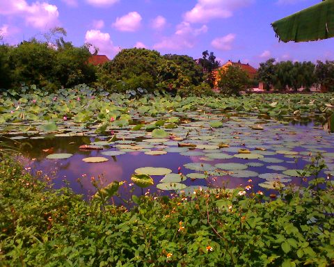 Đầm sen tỏa ngát hương Đầm sen tỏa ngát hương