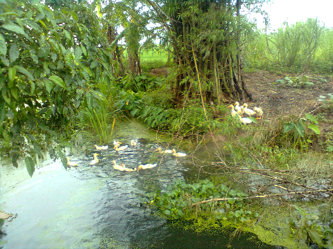 Tre mọc thành bờ, thành bụi...cảnh vật quen thuộc của những miền quê Việt Tre mọc thành bờ, thành bụi...cảnh vật quen thuộc của những miền quê Việt