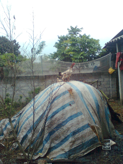 Sáng sớm Sáng sớm