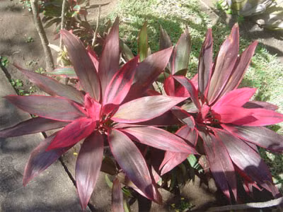 Cây huyết dụ: Dễ trồng trong điều kiện ít ánh sáng, sống tốt kể cả khi thiếu sự chăm sóc thường xuyên, loại bỏ các độc tố hoá học trong môi trường sống.