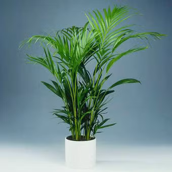 Cây cọ cảnh: Là một trong những loại cây có tác dụng cải thiện chất lượng không khí trong nhà tốt nhất. Bên cạnh đó dễ trồng và dễ chăm sóc.