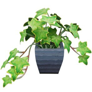 Cây thường xuân là loại cây phổ biến ở các nước châu Âu. Các kiểm nghiệm tại Đại học Georgia cho hay, cây thường xuân đặc biệt hiệu quả trong qua trình hấp thụ các hợp chất hữu cơ dễ bay hơi (VOCs) hay các chất gây ô nhiễm không khí do máy tính hoặc các thiết bị văn phòng tạo ra có thể gây đau đầu và buồn nôn.