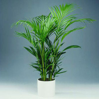 Cây cọ cảnh: Là một trong những loại cây có tác dụng cải thiện chất lượng không khí trong nhà tốt nhất. Bên cạnh đó dễ trồng và dễ chăm sóc.