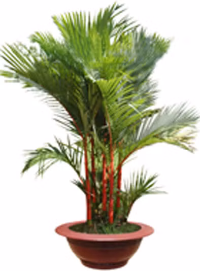 Cây cau cảnh có khả năng loại bỏ được tất cả các độc tố không khí trong nhà. Đây là loại cây đẹp, dễ trồng, dễ chăm sóc và phù hợp với mọi không gian kiến trúc trong nhà. Lá cây rủ xuống làm dịu môi trường xung quanh.