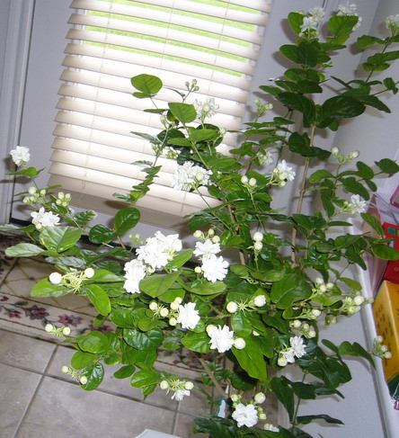 Hoa nhài là chất chống trầm cảm có tác dụng lâu dài. Một cây nhài có thể sống được 25 năm và mỗi khi ngửi mùi hoa này, tinh thần sẽ được cải thiện đáng kể.