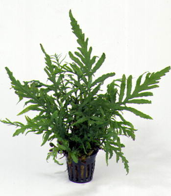 Dương xỉ rất đẹp, tươi tốt và trồng trong mọi môi trường nhưng cần được chăm sóc thường xuyên.