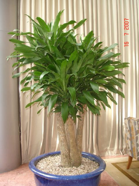 Thiết mộc lan: Các nhà nghiên cứu bang Penn đã tìm ra rằng, loại cây này có tác dụng giảm lượng ozone bên trong nhà. Đây là loại cây rất dễ trồng, lá hình tim màu vàng hay màu kem. Giống cây này hút monoxide de carbonne rất hiệu quả (75%), và hút các chất khác như benzene, toluene, formalhelyde từ các máy móc thiết bị văn phòng.