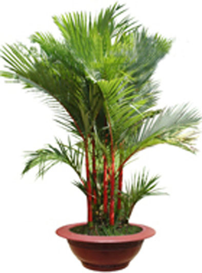 Cây cau cảnh có khả năng loại bỏ được tất cả các độc tố không khí trong nhà. Đây là loại cây đẹp, dễ trồng, dễ chăm sóc và phù hợp với mọi không gian kiến trúc trong nhà. Lá cây rủ xuống làm dịu môi trường xung quanh.