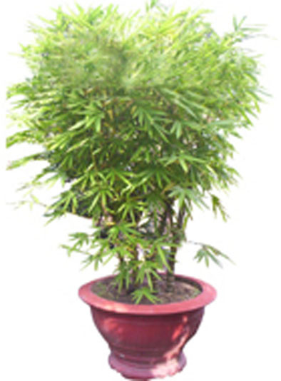 Cây tre cảnh: loại bỏ được các chất benzene, trichloroethylene, formaldehyde, tạo cảm giác yên bình, ấm áp cho bất cứ môi trường nào, có sức chịu đựng tốt nhất trước sự tấn công của côn trùng.