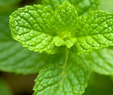 Bạc hà: Theo nghiên cứu đăng trên tạp chí International Journal of Neuroscience, ngửi mùi hương bạc hà có thể làm tang sự tỉnh táo và tang cường trí nhớ của mỗi người. Ngoài ra, bạc hà có thể kìm hãm cơn thèm ăn của bạn, giảm nguy cơ béo phì ở dân văn phòng.