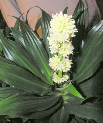 Cây huệ hòa bình với hoa trắng, dễ chăm sóc và mang lại nhiều năng lượng.