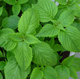 Húng chanh: Các nhà nghiên cứu tại Đại học Ohio cho thấy rằng mùi hương của húng chanh giúp nâng cao tinh thần của mỗi người, tăng mức độ norepinephrine - một loại hóa chất não liên quan đến tâm trạng và hành vi.