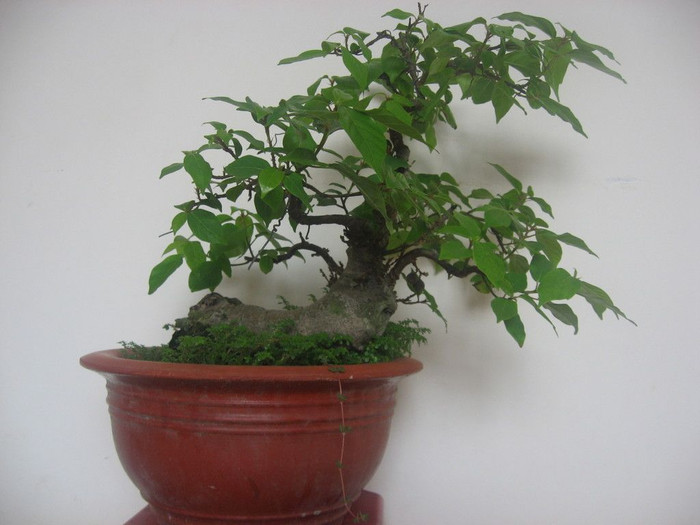 Cây sung cảnh là một cây trồng được nhiều người yêu thích, đẹp có thể dùng trang trí trong nhà, dễ chăm sóc và khả năng khử không khí độc.