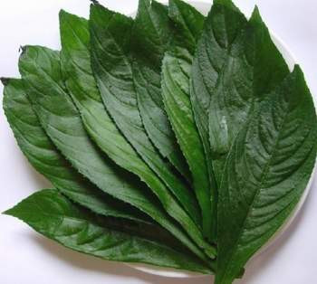 Dùng lá cây xương xông rửa sạch, giã nát đắp vào vết thương chảy máu do đứt chân tay rất có kết quả. Dùng lá cây xương xông rửa sạch, giã nát đắp vào vết thương chảy máu do đứt chân tay rất có kết quả.