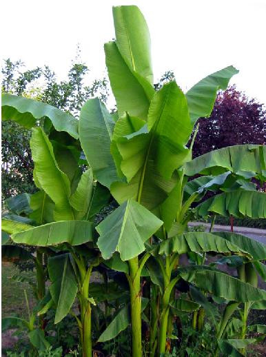 Lấy lõi cây chuối hột hoặc lõi cây chuối tiêu nhai hoặc giã nhuyễn đắp lên vết thương chảy máu và băng lại sẽ cầm được máu ngay. Lấy lõi cây chuối hột hoặc lõi cây chuối tiêu nhai hoặc giã nhuyễn đắp lên vết thương chảy máu và băng lại sẽ cầm được máu ngay.